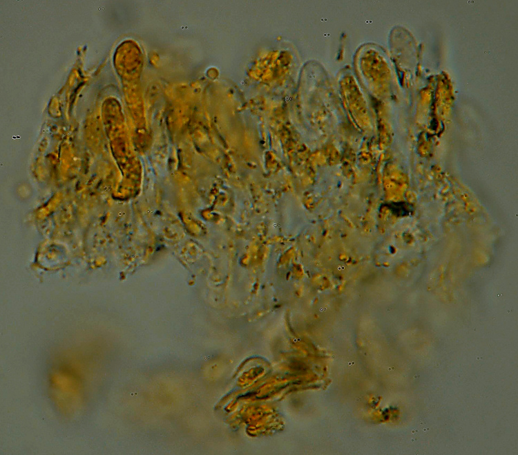 Sar� un Gloeophyllum...con bordi rossi - foto 4894